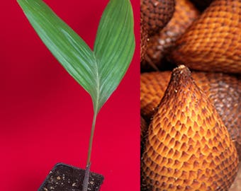 Salak Pondoh Salacca Zalacca Snake Brown Fruit Palm Tree Seedling Starter Plant
