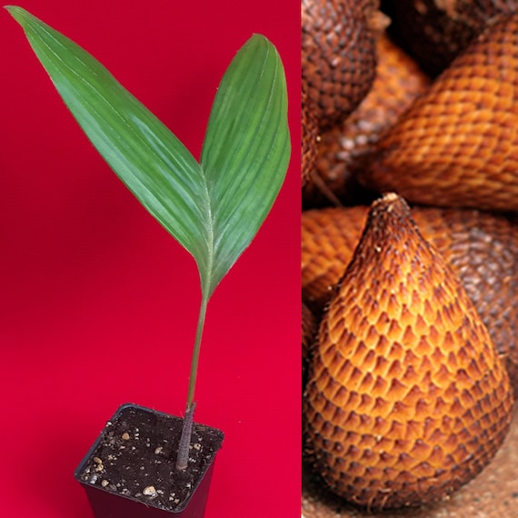 Салак в домашних условиях фото Salak Pondoh Salacca Zalacca Snake Brown Fruit Palm Tree Etsy