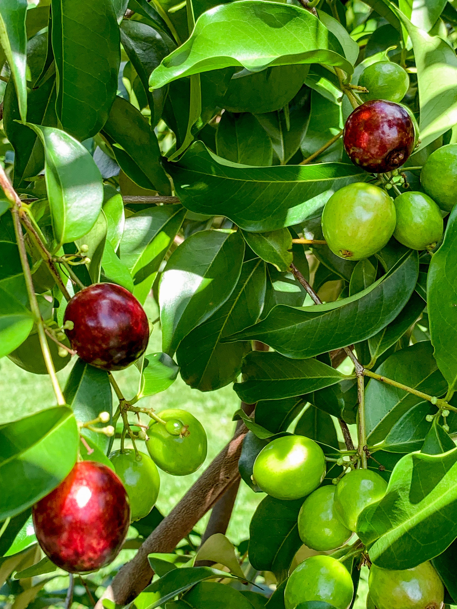 Rainforest Plum Eugenia Candolleana Cambui Roxo Murtinha Etsy