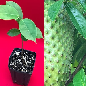 Annona Muricata Graviola Soursop Guanabana Potted Seedling PLANT Tropical Tree 5-10"
