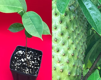 Annona Muricata Graviola Soursop Guanabana Potted Seedling PLANT Tropical Tree 5-10"