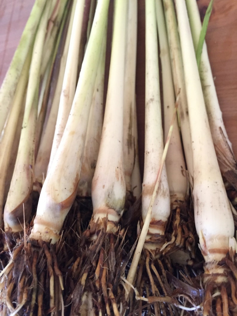Lemongrass Stalks Plugs Cymbopogon Sereh Plant Healthy Herb Lemon Grass Tea