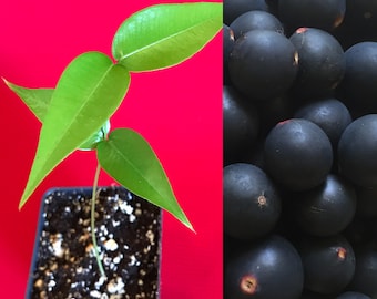 Jaboticaba Myrciaria Vexator Blue Grape Fruit Beautiful Bark Tree Seedling Plant