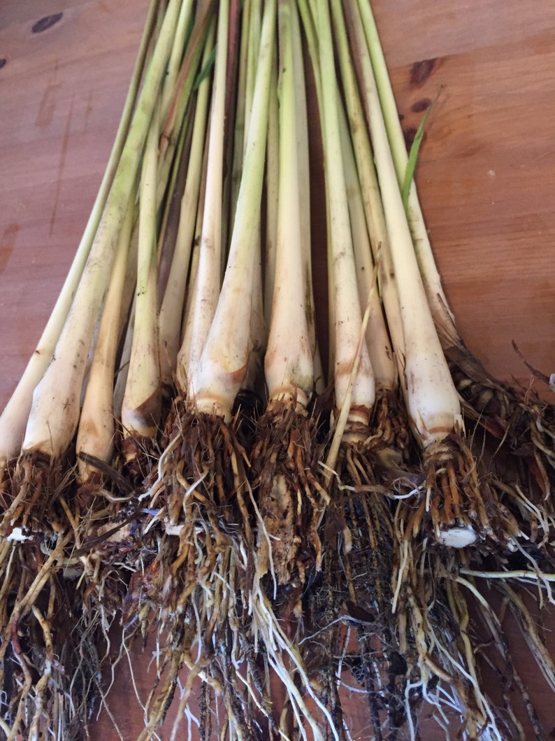 Lemongrass Stalks Plugs Cymbopogon Sereh Plant Healthy Herb Lemon Grass Tea