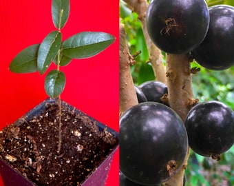 Grimal Jaboticaba Plinia sp. Peluda de Alagoas Grape Fruit Tree Seedling Plant