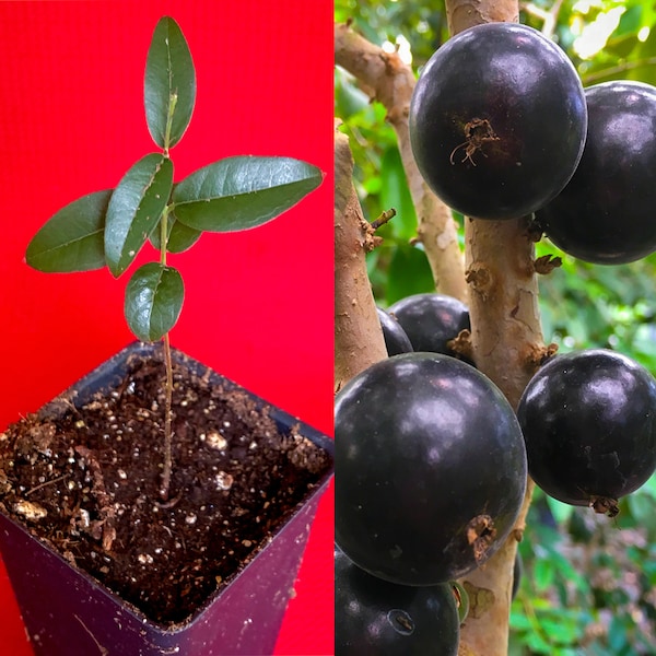 Grimal Jaboticaba Plinia sp. Planta de plántula de árbol frutal de uva Peluda de Alagoas
