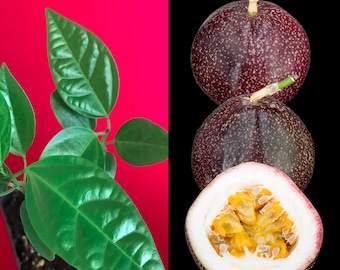 Purple Passion Large Fruit Passiflora Edulis Potted Starter PLANT Tropical Vine