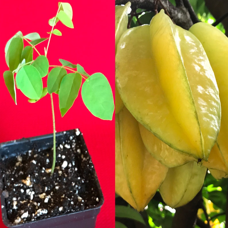 Star Fruit Averrhoa Carambola Bell Seedling Potted Starfruit Plant Tree image 1