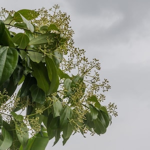 Puede incluir: Primer plano de una rama de &aacute;rbol con hojas verdes y peque&ntilde;os brotes verde claro. El fondo es un cielo gris nublado.