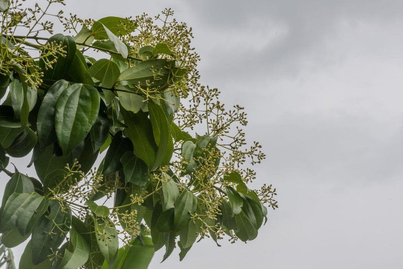 CEYLON CINNAMON Cinnamomum Zeylanicum Starter PLANT Potted Etsy