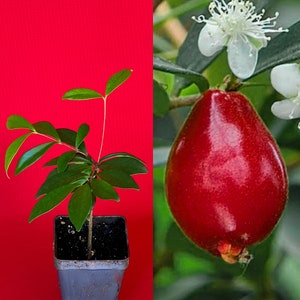 May include: A small green plant with dark green leaves growing in a gray pot. The plant is on a red background. On the right side of the image is a red, pear-shaped fruit with a white flower.