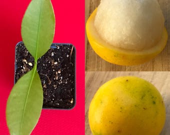 Lemon Drop Mangosteen Garcinia Intermedia Yellow Tropical Fruit Tree Plant