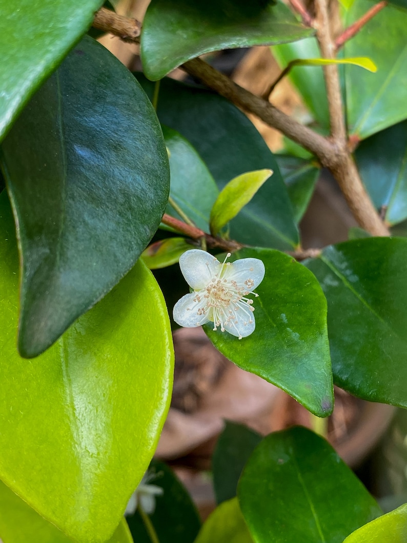 Cedar Bay Cherry Beach Eugenia Reinwardtiana Red Fruit Tropical Tree Plant