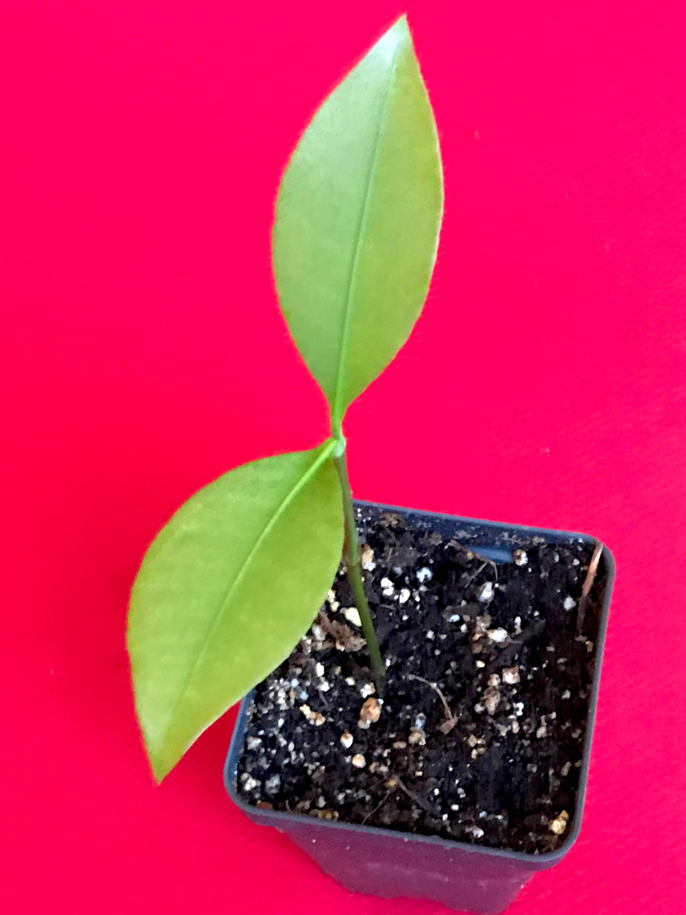 Lemon Drop Mangosteen Garcinia Intermedia Yellow Tropical Etsy