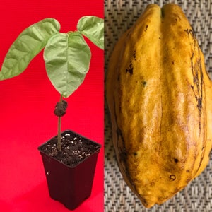 May include: A young cacao plant in a black pot with large green leaves, set against a red background. To the right, a ripe, yellow cacao pod with dark brown markings rests on a textured surface.