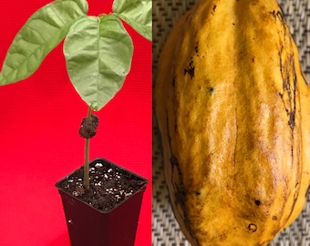 FORASTERO Jaco Jaca Variety Theobroma Cacao Cocoa Chocolate Fruit Tree Potted Plant Round Leaves in Pot