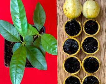 Blackberry Jam Fruit Randia Formosa Potted PLANT Tropical Tree Jasmin de Rosa