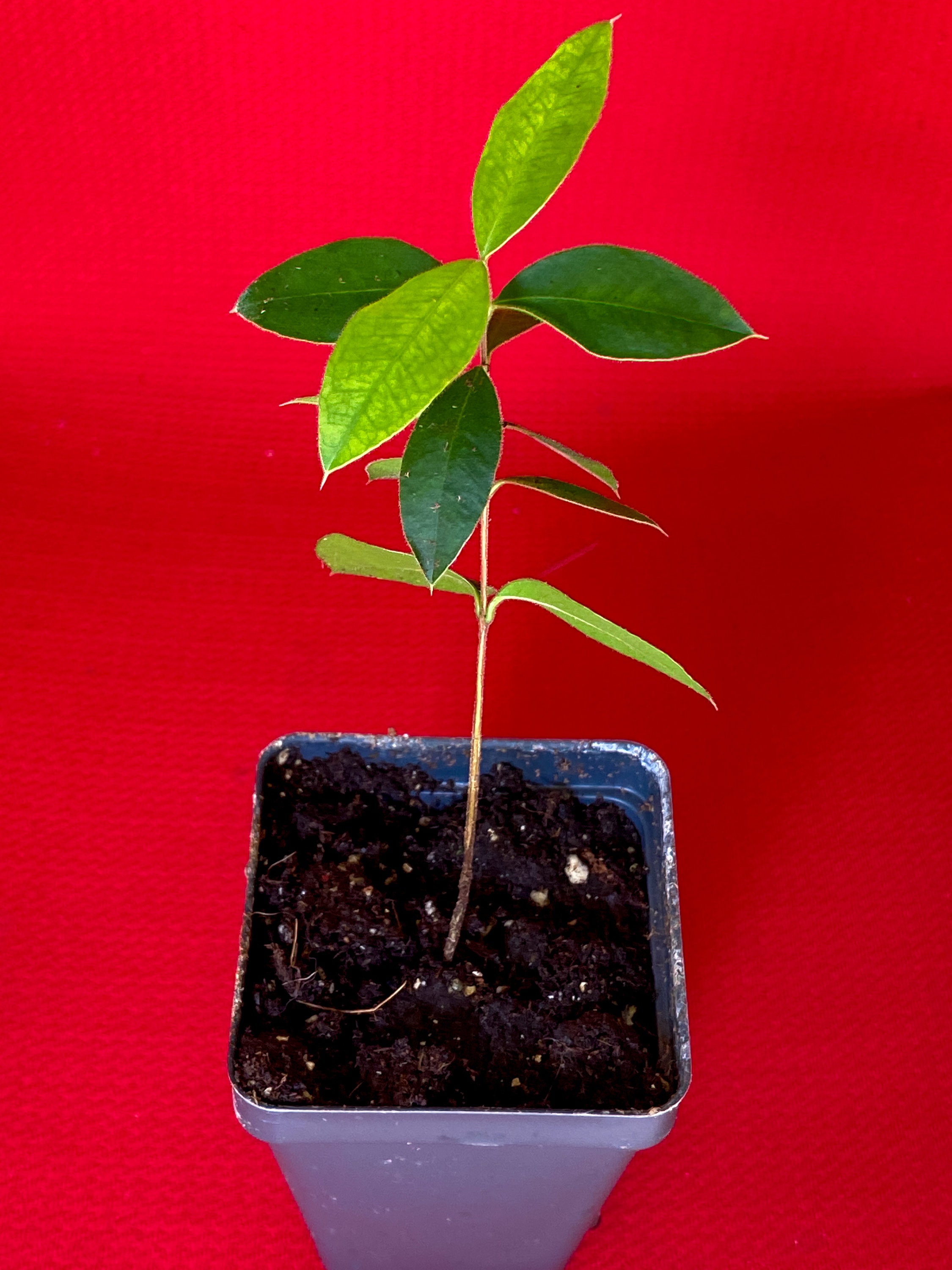 Myrcianthes Pungens Guabiju Guabiyu Dark Purple Fruit Tree