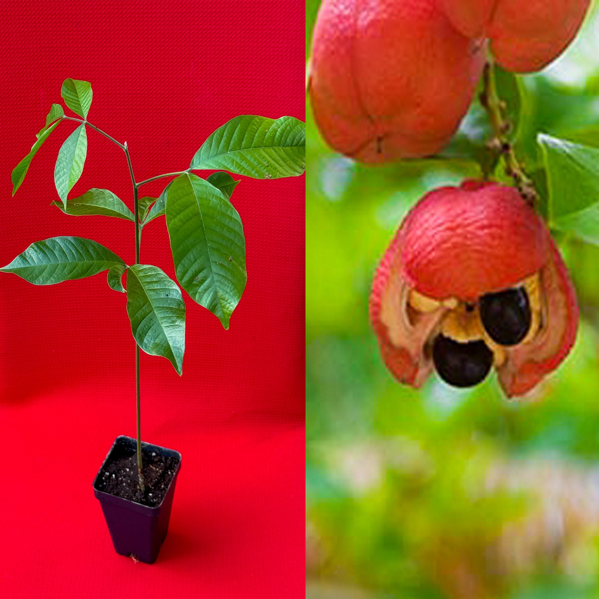 5 Graines D'Ackee Rouge - Fruits Exotiques Pour Bonsaï Facile à Cultiver - 5