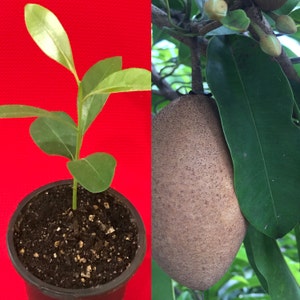 May include: A small green plant with dark green leaves growing in a black pot with brown soil. The plant is on a red background. On the right side of the image is a brown fruit with a rough texture. The fruit is hanging from a tree branch with green leaves.