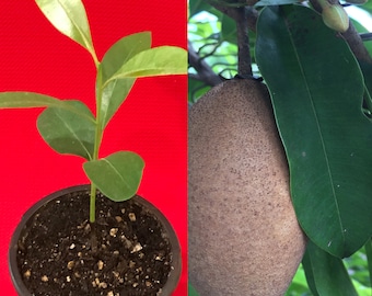 Sapodilla Manilkara Zapota Chiku Makok Tropical Tree Starter PLANT Seedling