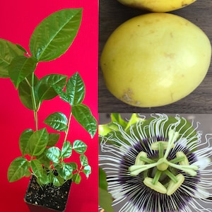 Yellow Passion Fruit Passiflora Edulis Potted Starter PLANT Tropical Vine