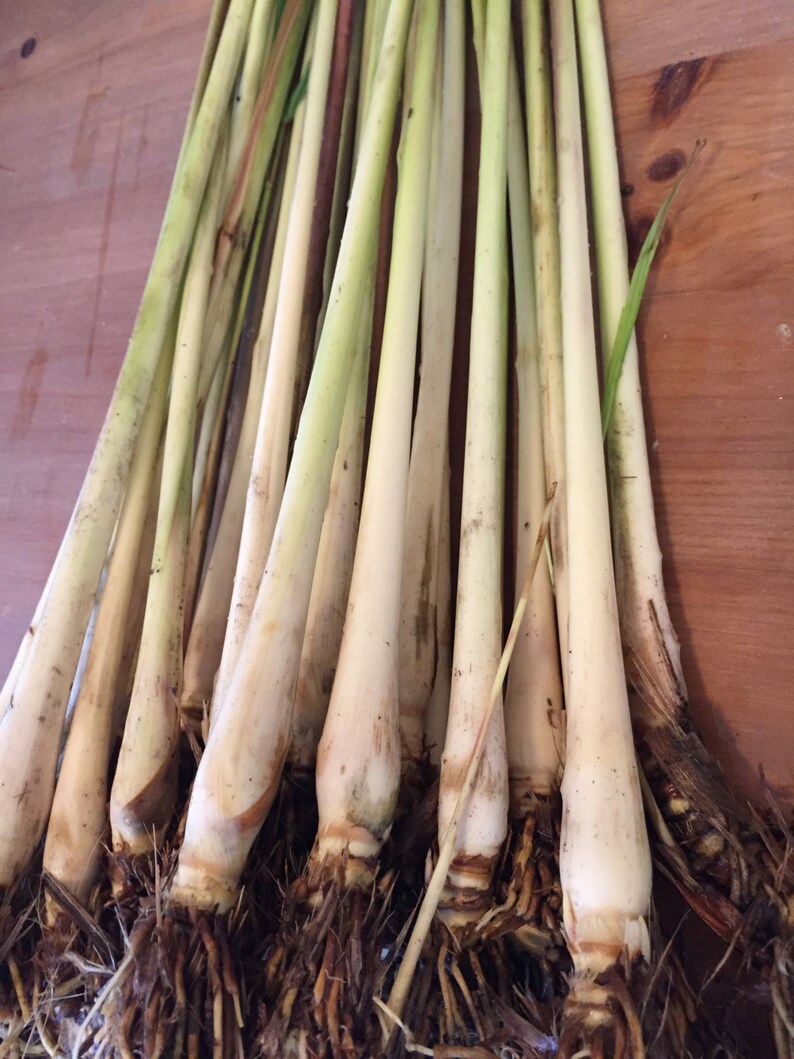 Lemongrass Stalks Plugs Cymbopogon Sereh Plant Healthy Herb Lemon Grass Tea