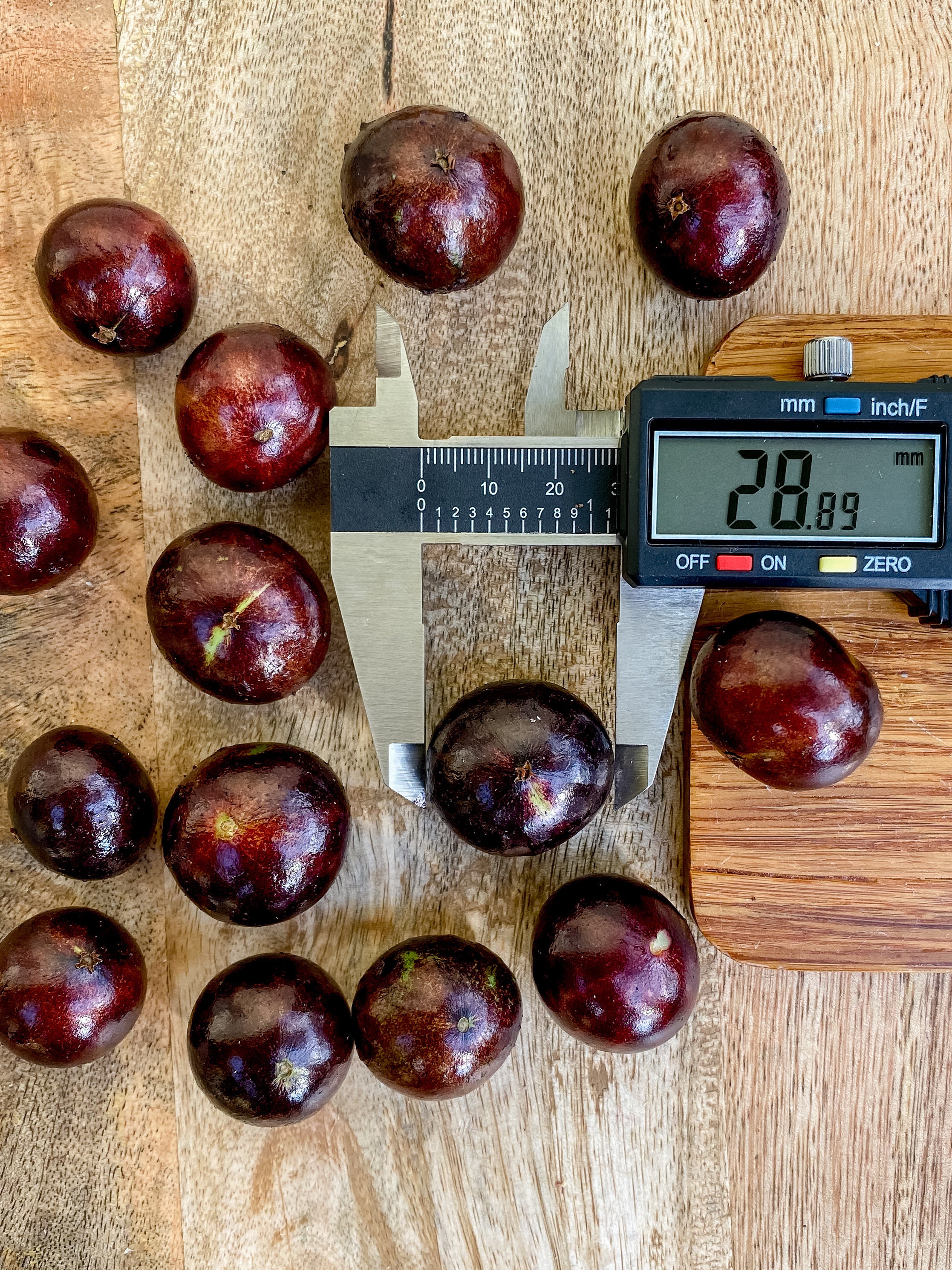 Red Hybrid Jaboticaba Myrciaria Plinia Cauliflora X Aureana Fruit