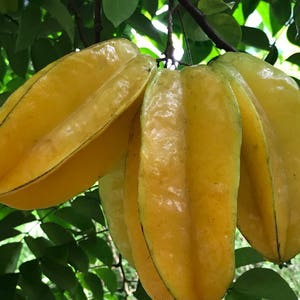 Star Fruit Averrhoa Carambola Bell Seedling Potted Starfruit Plant Tree image 2