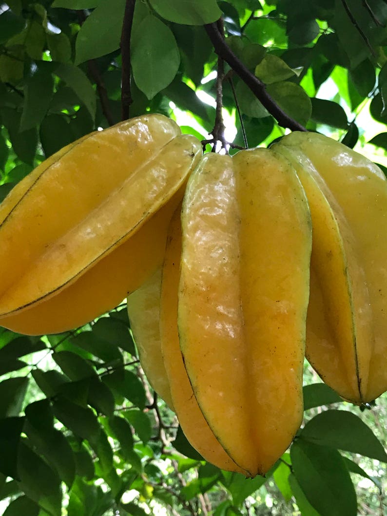 Star Fruit Averrhoa Carambola Bell Seedling Potted Starfruit Plant Tree image 2