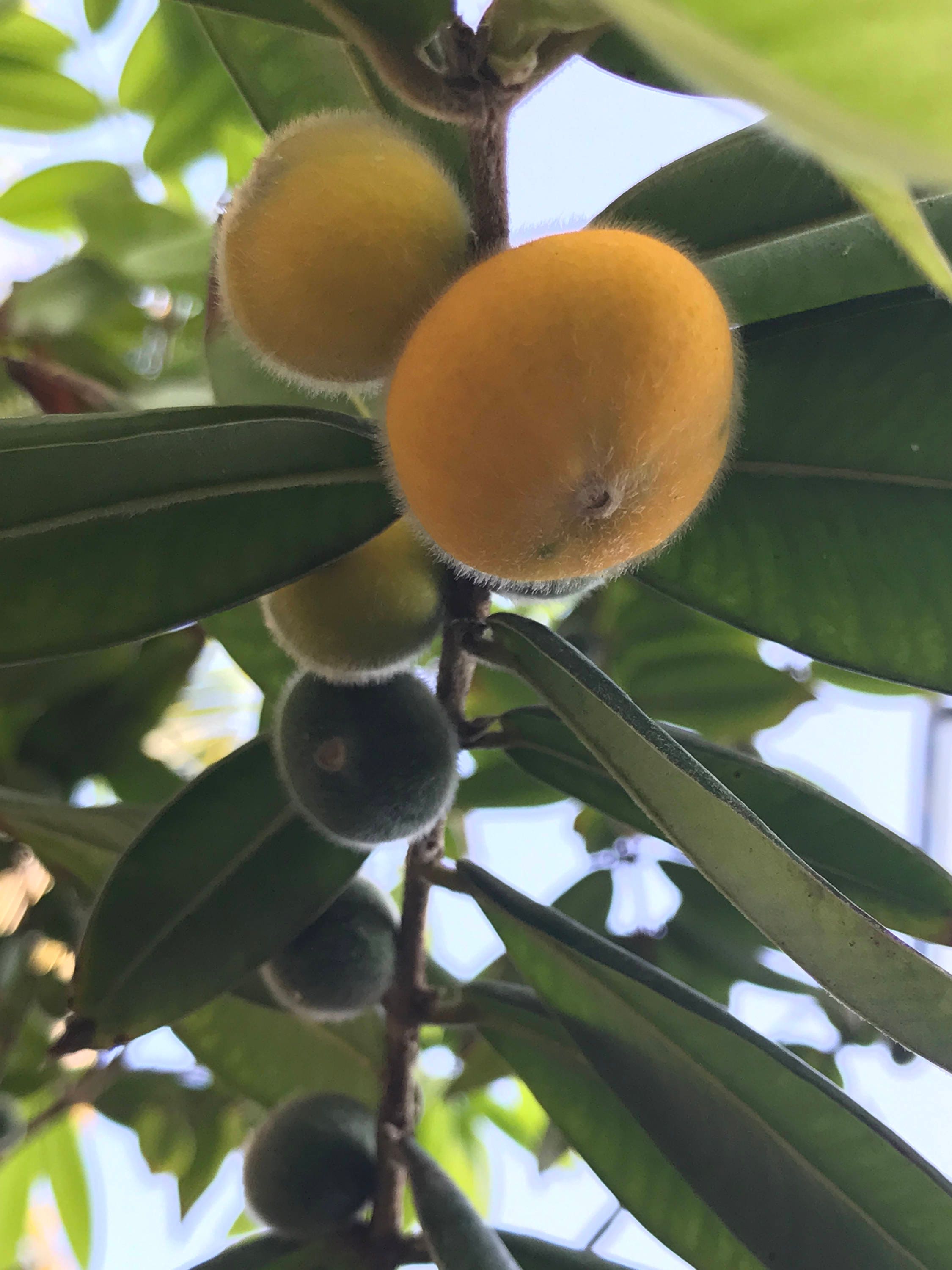Yellow Jaboticaba Cabelluda Myrciaria Glazioviana Plinia Glomerata
