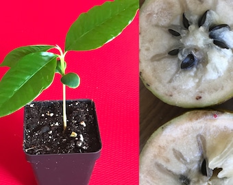 Caimito GREEN Star Apple Chrysophyllum cainito Seedling Plant Potted Fruit Tree
