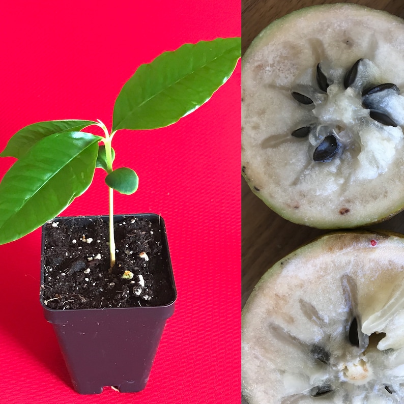 Caimito GREEN Star Apple Chrysophyllum cainito Seedling Plant Potted Fruit Tree image 1