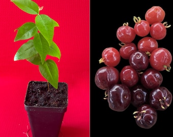 Surinam Cherry Eugenia Uniflora var. Dasyblasta Pitanga Potted Plant Red Fruit Tree - No resinous aftertaste