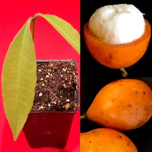 May include: A small potted plant with two green leaves growing from the soil. The plant is in a black plastic pot. The image also shows three whole and one halved fruit with a white, fluffy interior. The fruit is orange and has a smooth, shiny skin.