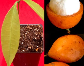 Planta de inicio del árbol frutal tropical Achachairu Garcinia Humilis Naranja Mangostán