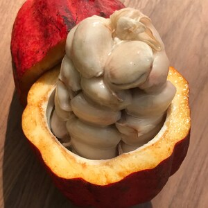 May include: A red cacao pod with the top cut off, revealing the white cacao beans inside.