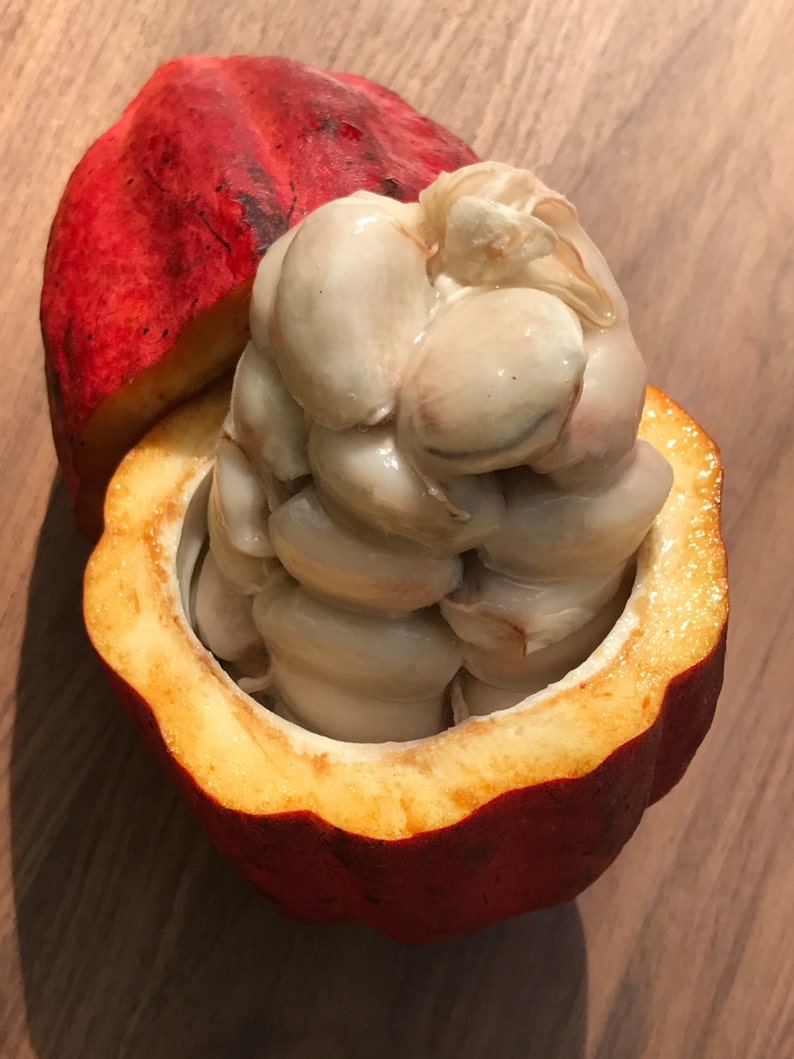 May include: A red cacao pod with the top cut off, revealing the white cacao beans inside.