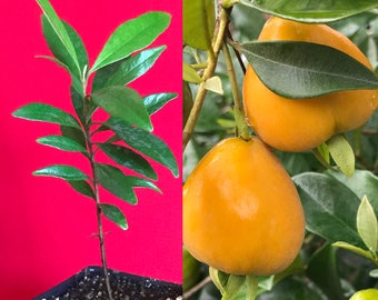PITOMBA Eugenia Luschnathiana Pot Starter PLANT Fruit Starter Tree Potted 4-6"
