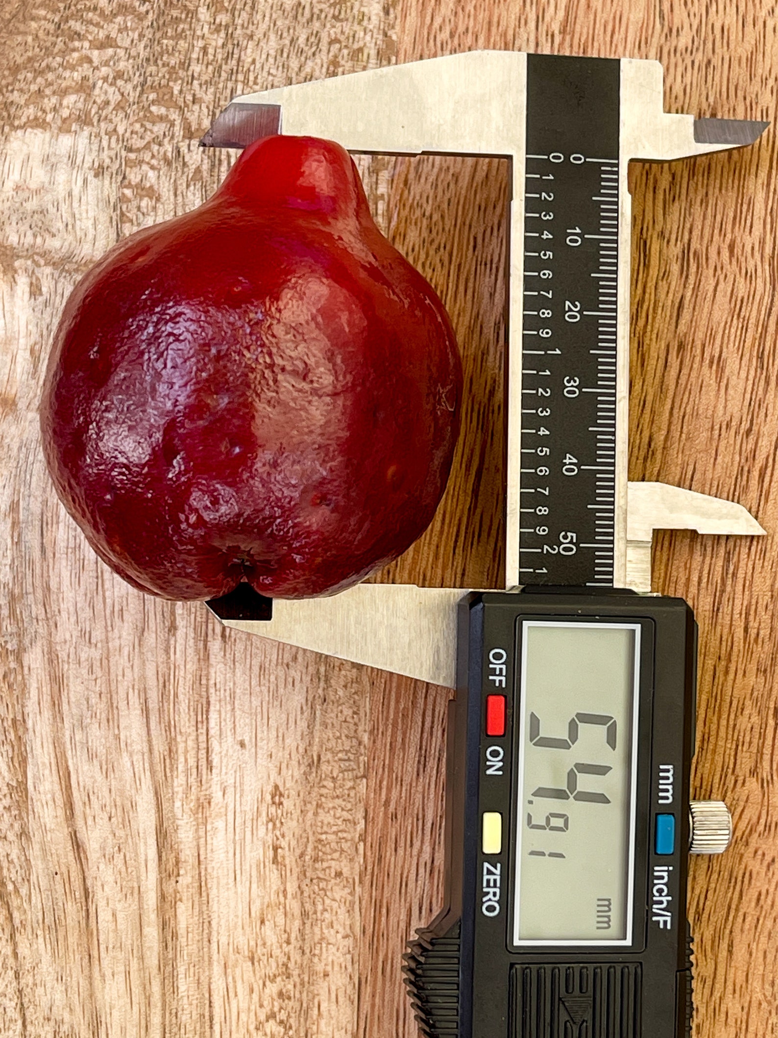 Purple Malay Apple Syzygium Malaccense Fruit Tree Starter Potted Plant ...