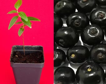 Eugenia Florida Guamirim Pitanga Preta Dark Red Fruit Tropical Tree Plant Potted RARE