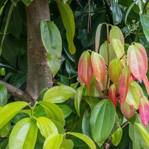 Puede incluir: Primer plano de un &aacute;rbol de canela con hojas verdes y un nuevo crecimiento te&ntilde;ido de rojo. Las hojas son largas y estrechas, con una textura lisa. El tronco del &aacute;rbol es marr&oacute;n y rugoso.