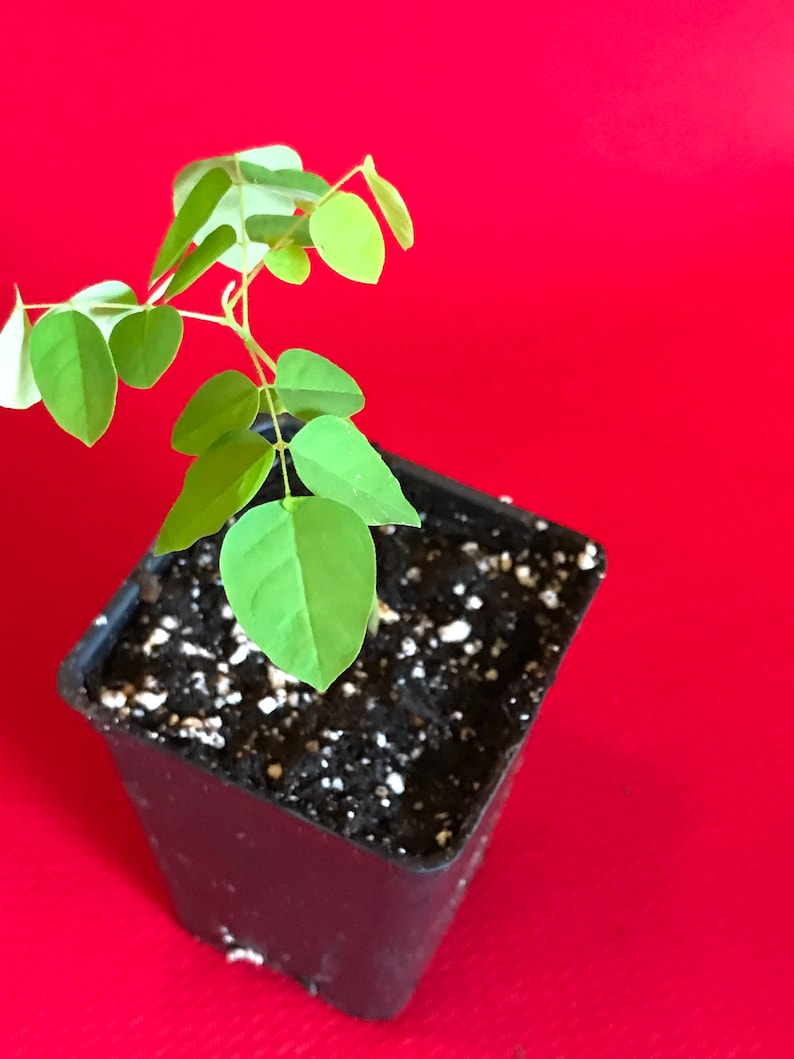 Star Fruit Averrhoa Carambola Bell Seedling Potted Starfruit Plant Tree image 3