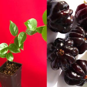 Surinam Cherry Black Eugenia Uniflora Pitanga PLANT Fruit Tree Potted 4-8"
