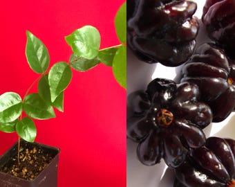 Surinam Cherry Black Eugenia Uniflora Pitanga PLANT Fruit Tree Potted 4-8"