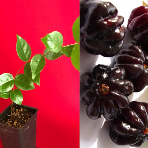 Cereza de Surinam negra Eugenia Uniflora Pitanga PLANTA Árbol frutal en maceta de 4 a 8 pulgadas