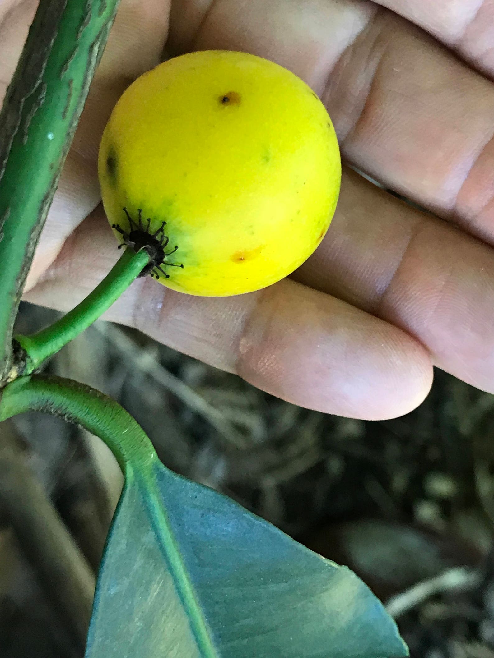 Lemon Drop Mangosteen Garcinia Intermedia Yellow Tropical Etsy