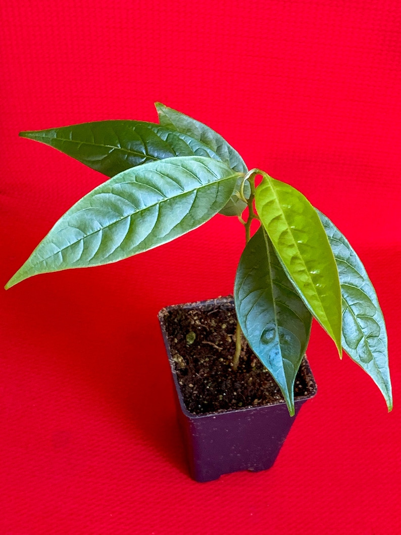 Red Custard Apple Annona Reticulata Potted Plant Tropical Tree image 10