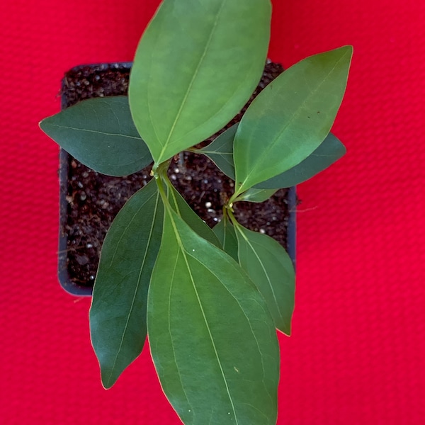 Cassia Chinese Cinnnamon Cinnamomum Starter Tree Potted Plant Spice