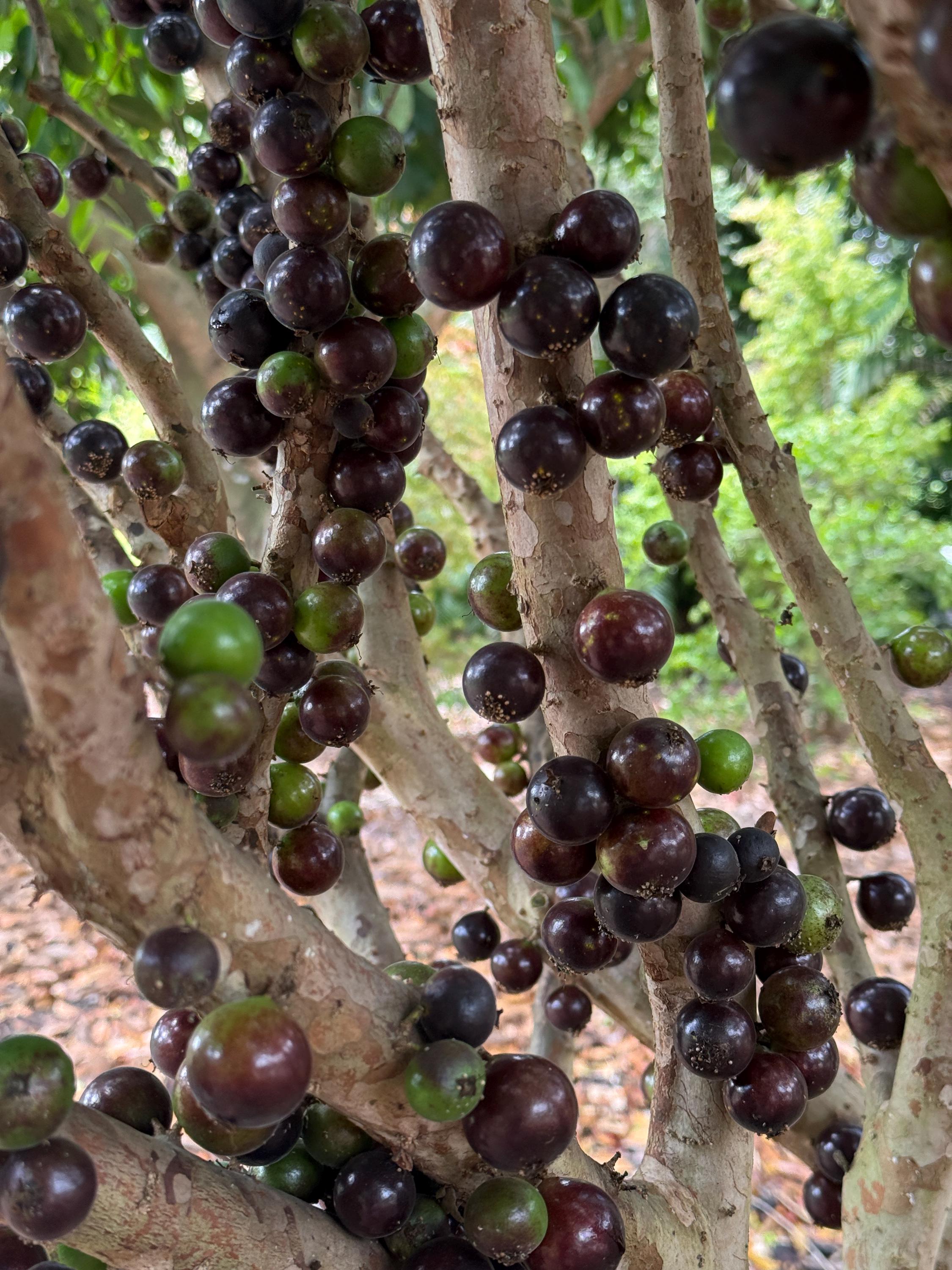 Grimal Jaboticaba Plinia sp. Peluda de Alagoas Grape Fruit Tree
